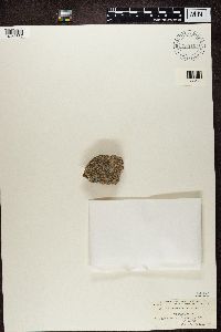 Lecanora sordida image