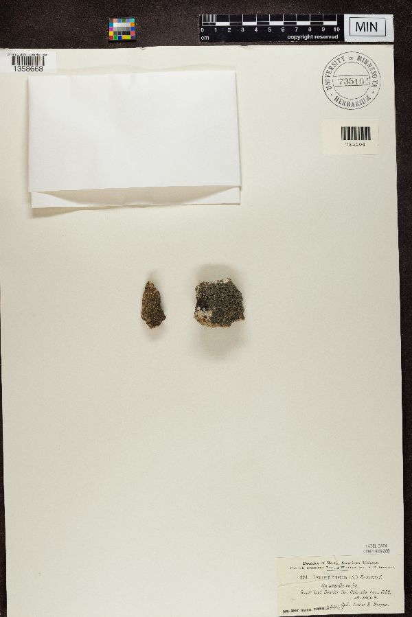 Aspicilia cinerea image