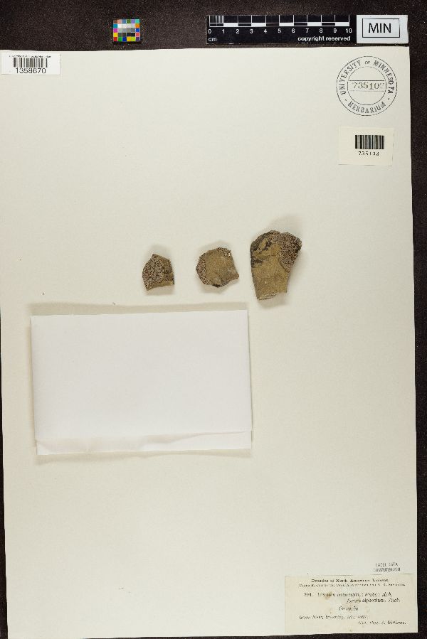 Aspicilia melanaspis image