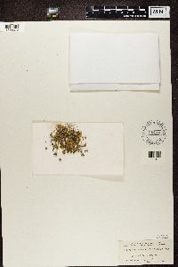 Candelariella vitellina image