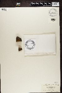Myriolecis hagenii image
