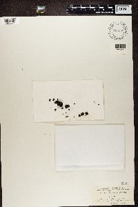 Umbilicaria torrefacta image