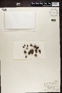 Trapeliopsis granulosa image