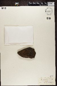 Rhizocarpon oederi image