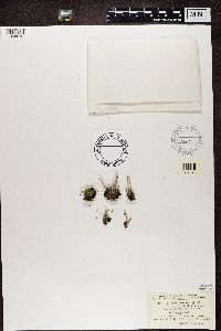 Cladonia pleurota image