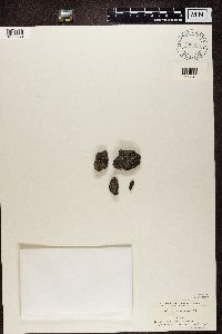 Lecidea platycarpa image