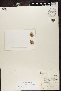 Xanthoparmelia conspersa image