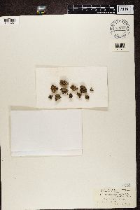 Pycnothelia papillaria image