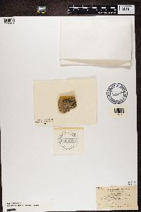 Media resource of Bacidina inundata