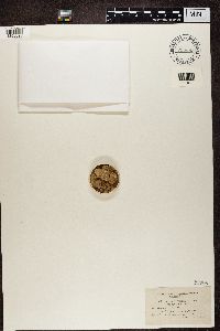 Urceolaria scruposa var. bryophila image
