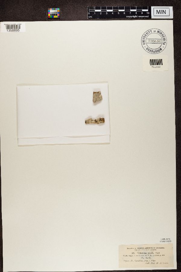 Thelotrema petractoides image