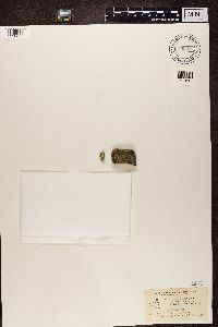 Porpidia crustulata image