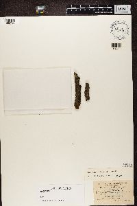 Rinodina sophodes image