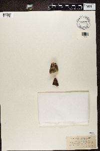 Acarospora fuscata image