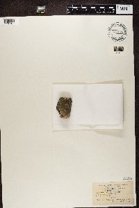 Aspicilia laevata image