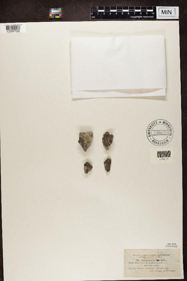 Endocarpon image