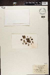 Physcia stellaris image