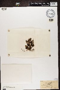 Tuckermanopsis ciliaris image