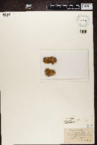 Polycauliona polycarpa image