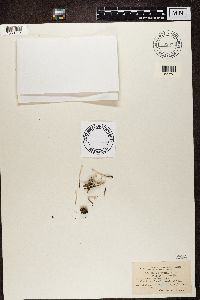 Cladonia subulata image