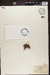 Cladonia fimbriata image