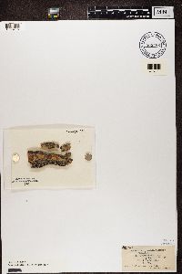 Alyxoria varia image