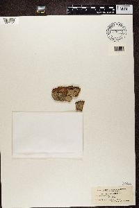 Opegrapha vulgata image