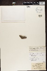 Amandinea punctata image