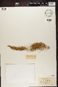 Usnea ceratina image