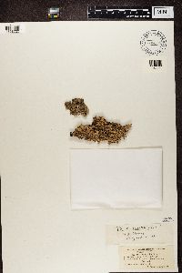 Parmelia saxatilis image