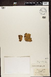 Peltigera membranacea image