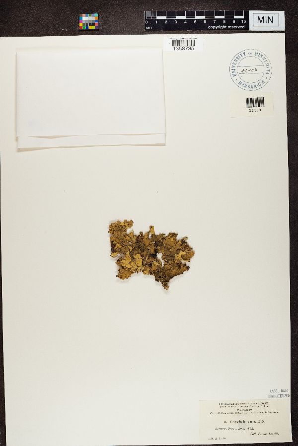 Platismatia norvegica image