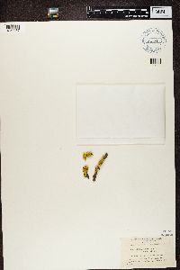 Vulpicida pinastri image