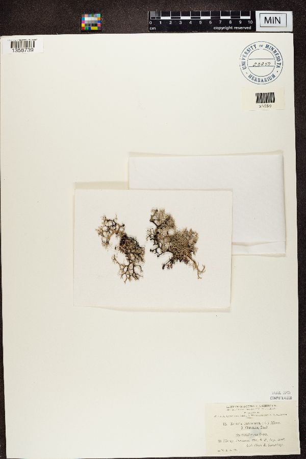 Evernia furfuracea var. cladonia image