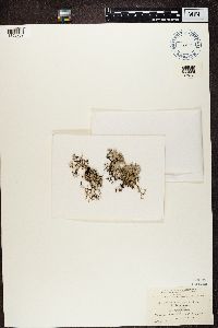 Evernia furfuracea image