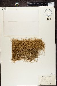 Usnea ceratina image