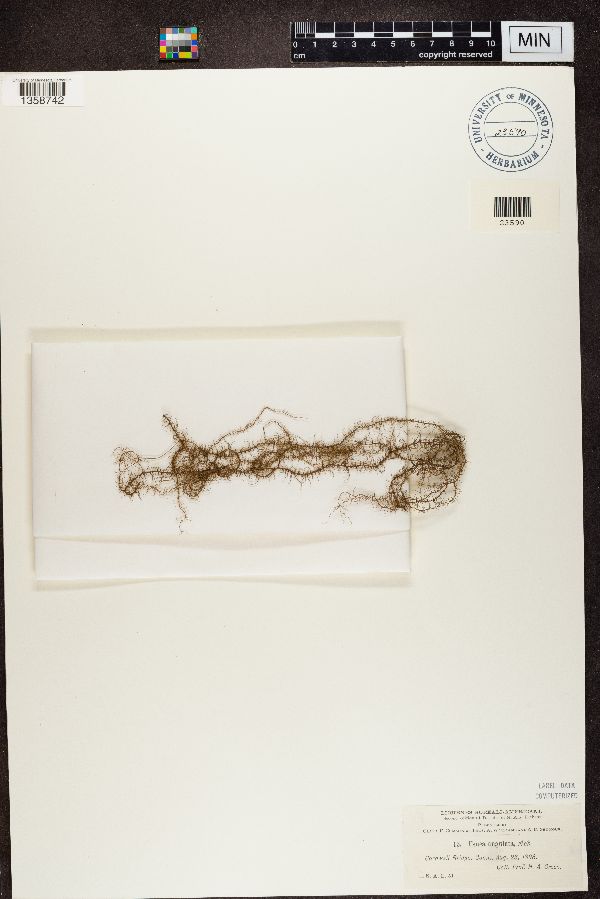 Usnea angulata image