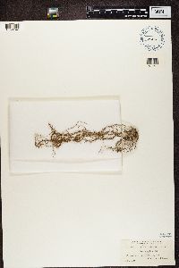 Media resource of Usnea angulata