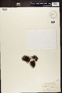 Media resource of Bryoria fuscescens