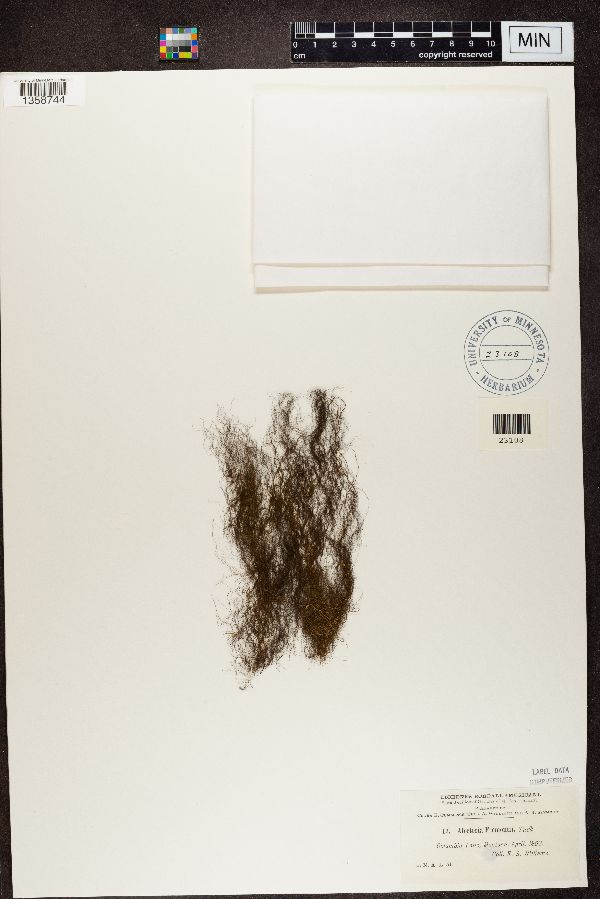 Alectoria fremontii image