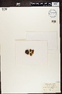 Teloschistes chrysophthalmus image