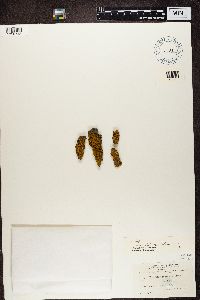 Polycauliona polycarpa image