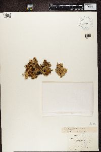 Media resource of Hypogymnia enteromorphoides