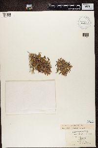 Hypogymnia vittata image