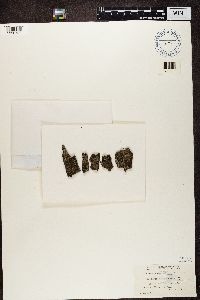 Phaeophyscia orbicularis image