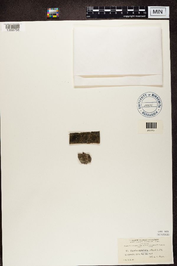 Hyperphyscia adglutinata image