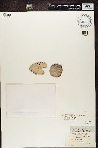 Umbilicaria vellea image