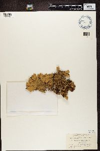 Thumbnail image of current specimen