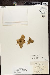Peltigera canina image