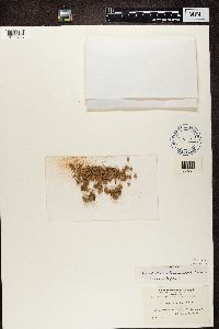 Fuscopannaria praetermissa image